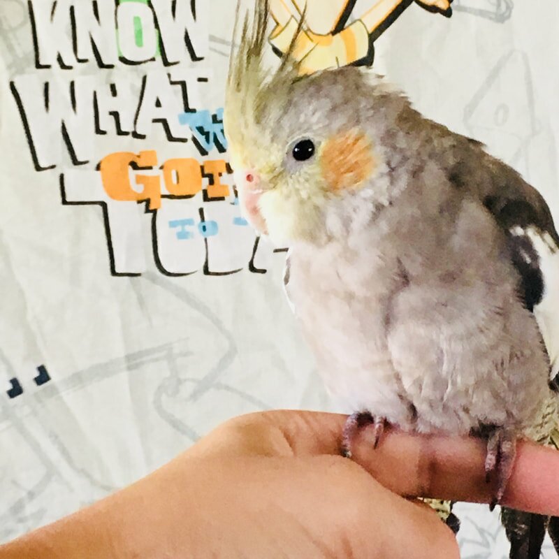 How long can you leave love birds alone